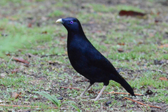 Satin Bowerbird photo 3