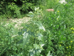 Atriplex sagittata