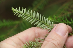 Ozothamnus rufescens