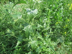Atriplex sagittata