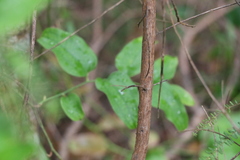 Ozothamnus rufescens