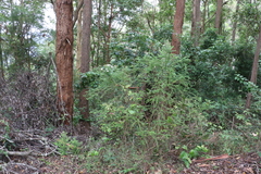 Ozothamnus rufescens