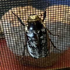 Dermolepida albohirtum