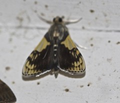 Rehimena cissophora
