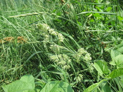 Dactylis glomerata