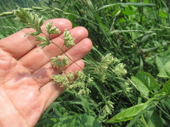 Dactylis glomerata