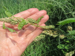 Dactylis glomerata