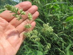 Dactylis glomerata