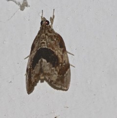 Crocidolomia suffusalis