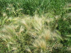 Hordeum jubatum
