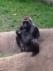 Gorilla gorilla
