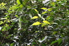 Parsonsia fulva