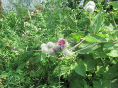 Arctium tomentosum