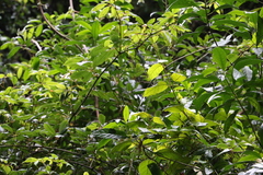 Parsonsia fulva