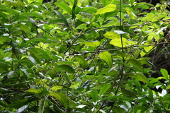 Parsonsia fulva
