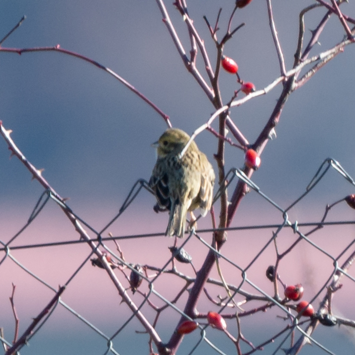 Cirl Bunting