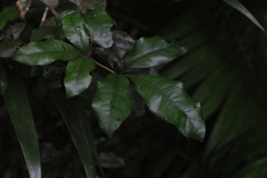 Heritiera trifoliolata