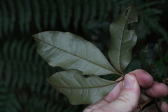 Heritiera trifoliolata