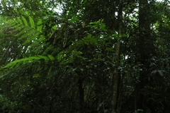 Heritiera trifoliolata