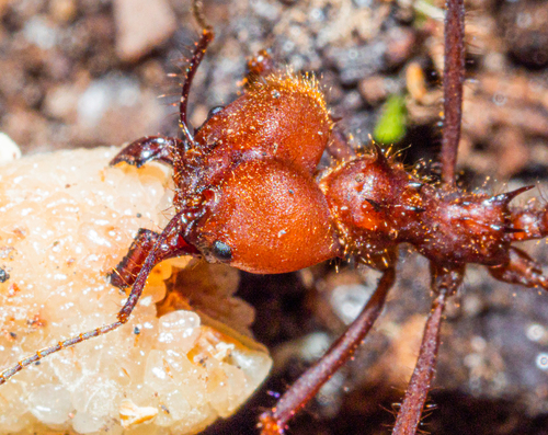 Hairy-headed leafcutter ant