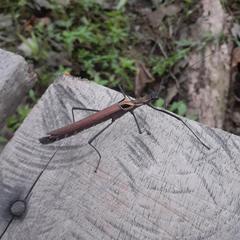 Pseudophasma castaneum