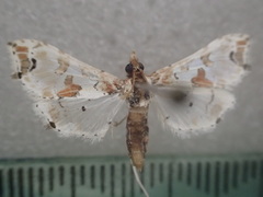 Leucinodes cordalis