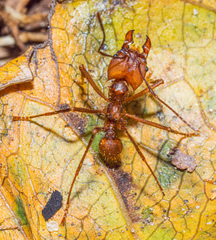 Atta cephalotes image