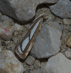 Catoptria speculalis