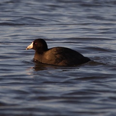 Fulica americana