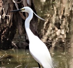 Egretta garzetta nigripes