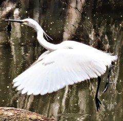 Egretta garzetta nigripes