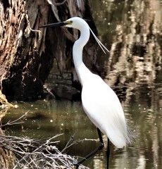 Egretta garzetta nigripes