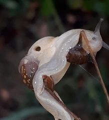 Sheldonia