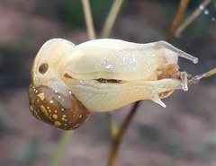 Sheldonia