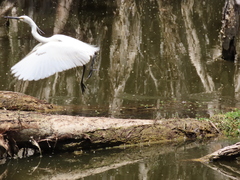Egretta garzetta nigripes