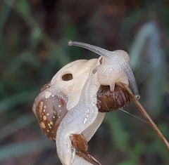 Sheldonia