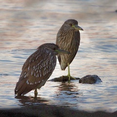 Nycticorax nycticorax