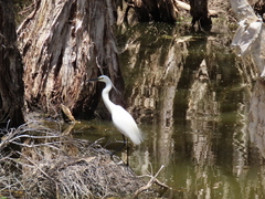 Egretta garzetta nigripes