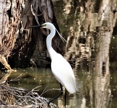 Egretta garzetta nigripes