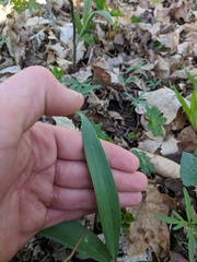 Allium burdickii