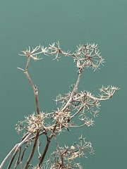 Jacobaea