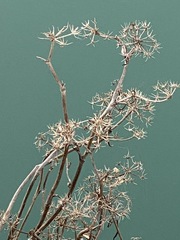 Jacobaea