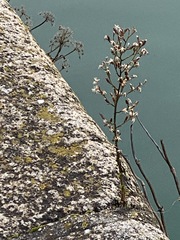 Magnoliopsida