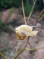 Sheldonia