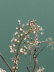 Magnoliopsida