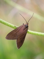 Dysauxes servula