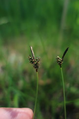 Carex ericetorum