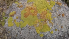 Bolax gummifera