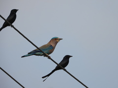 Coracias benghalensis