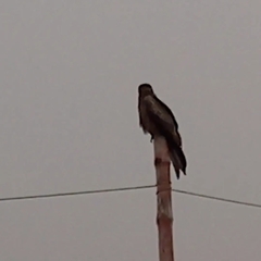 Milvus migrans govinda